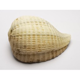 GASTROPOD: Pirula condita - Aquitanian - St-Avit, France