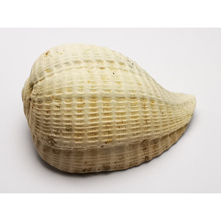 GASTROPOD: Pirula condita - Aquitanian - St-Avit, France