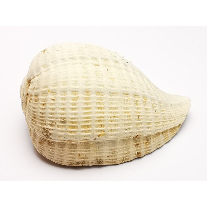 GASTEROPODE : Pirula condita - Aquitanien - St-Avit (40)