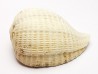 GASTROPOD: Pirula condita - Aquitanian - St-Avit, France