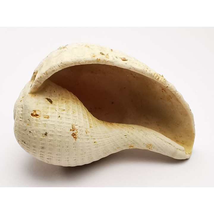 GASTEROPODE : Pirula condita - Aquitanien - St-Avit (40)
