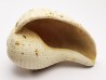 GASTEROPODE : Pirula condita - Aquitanien - St-Avit (40)