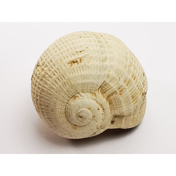 GASTROPOD: Pirula condita - Aquitanian - St-Avit, France