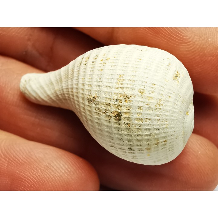 GASTROPOD: Pirula condita - Aquitanian - St-Avit, France