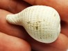GASTEROPODE : Pirula condita - Aquitanien - St-Avit (40)