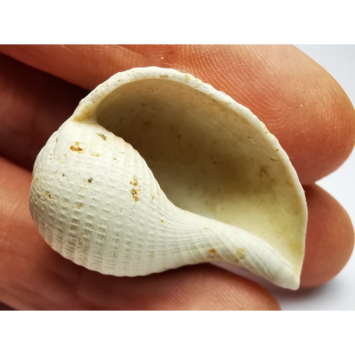 GASTEROPODE : Pirula condita - Aquitanien - St-Avit (40)