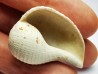 GASTROPOD: Pirula condita - Aquitanian - St-Avit, France