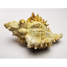 GASTROPOD: Murex dujardini - Aquitanian - St-Avit, France