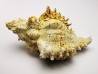 GASTROPOD: Murex dujardini - Aquitanian - St-Avit, France