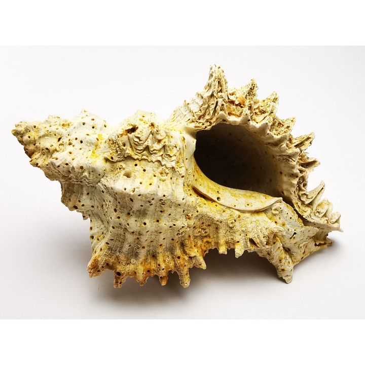 GASTROPOD: Murex dujardini - Aquitanian - St-Avit, France