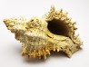 GASTROPOD: Murex dujardini - Aquitanian - St-Avit, France