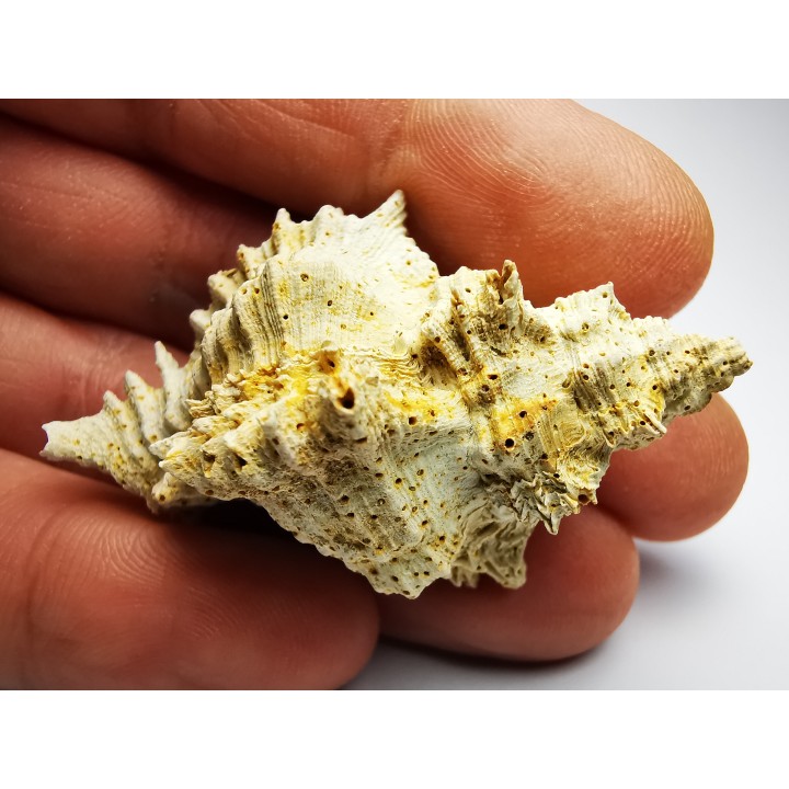 GASTROPOD: Murex dujardini - Aquitanian - St-Avit, France