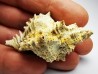 GASTROPOD: Murex dujardini - Aquitanian - St-Avit, France