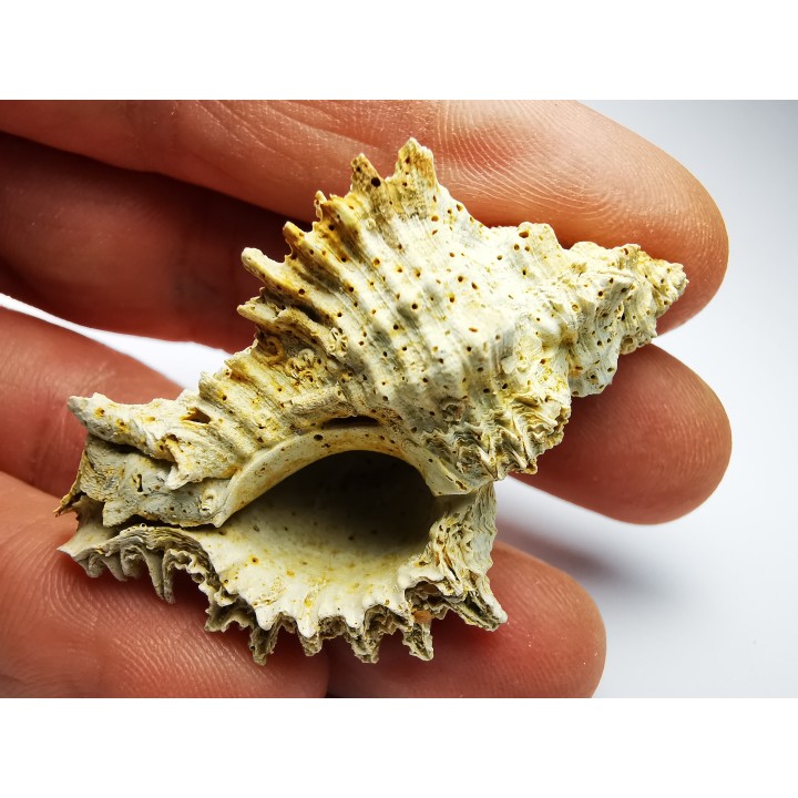 GASTROPOD: Murex dujardini - Aquitanian - St-Avit, France