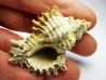 GASTROPOD: Murex dujardini - Aquitanian - St-Avit, France