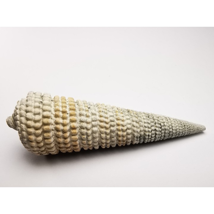 GASTEROPODE : Potamides papaveraceus - Aquitanien - Roquefort (40)
