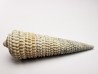 GASTROPOD: Potamides papaveraceus - Aquitanian - Roquefort, France