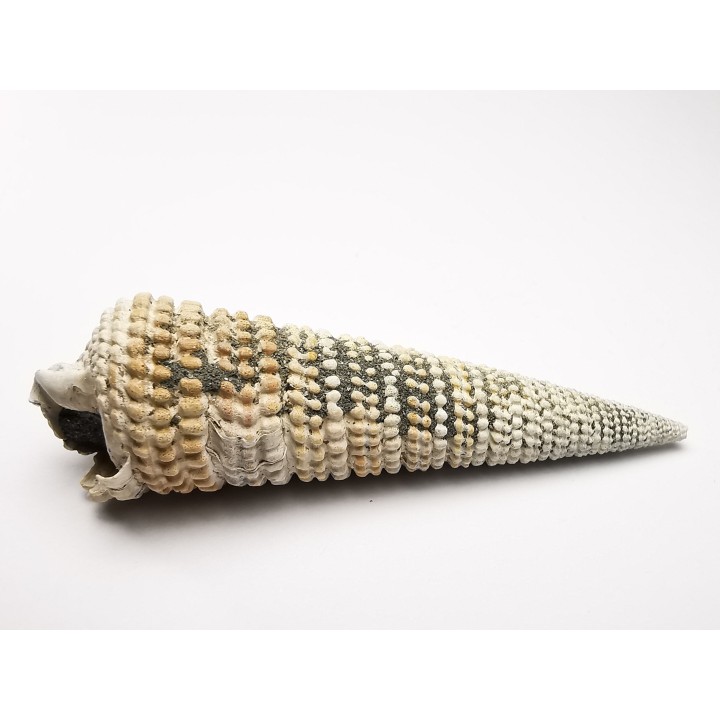 GASTROPOD: Potamides papaveraceus - Aquitanian - Roquefort, France