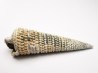 GASTROPOD: Potamides papaveraceus - Aquitanian - Roquefort, France