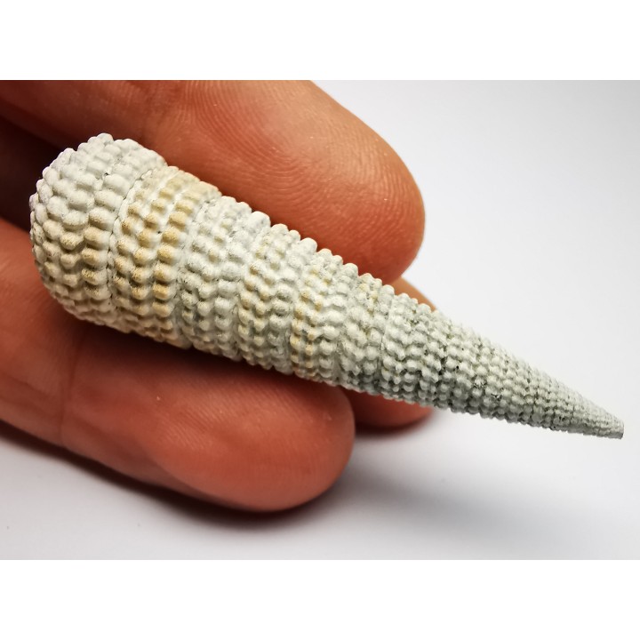 GASTEROPODE : Potamides papaveraceus - Aquitanien - Roquefort (40)