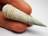 GASTROPOD: Potamides papaveraceus - Aquitanian - Roquefort, France