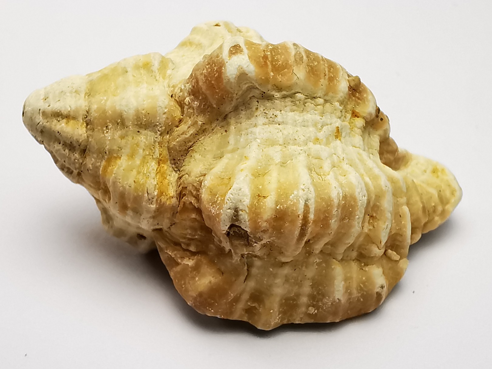 GASTROPOD: Ocenebra beaumonti - Aquitanian - Roquefort, France