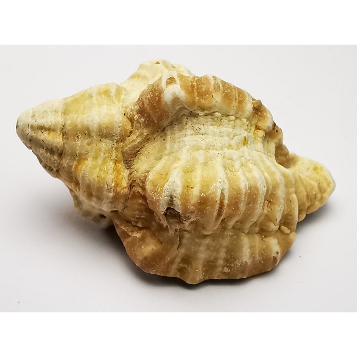 GASTEROPODE : Ocenebra beaumonti - Aquitanien - Roquefort (40)