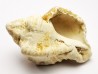 GASTEROPODE : Ocenebra beaumonti - Aquitanien - Roquefort (40)