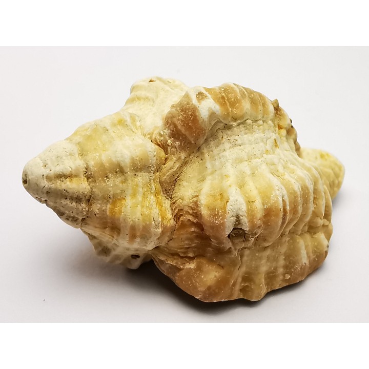 GASTEROPODE : Ocenebra beaumonti - Aquitanien - Roquefort (40)
