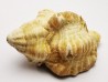 GASTEROPODE : Ocenebra beaumonti - Aquitanien - Roquefort (40)