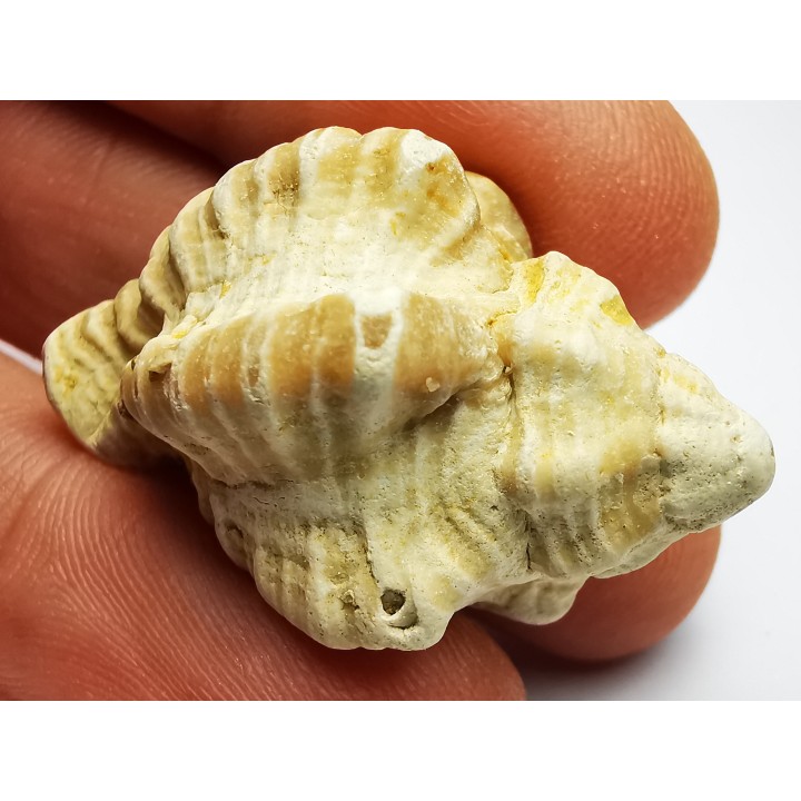 GASTEROPODE : Ocenebra beaumonti - Aquitanien - Roquefort (40)