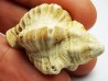 GASTEROPODE : Ocenebra beaumonti - Aquitanien - Roquefort (40)