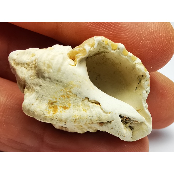 GASTEROPODE : Ocenebra beaumonti - Aquitanien - Roquefort (40)