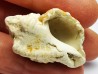 GASTROPOD: Ocenebra beaumonti - Aquitanian - Roquefort, France