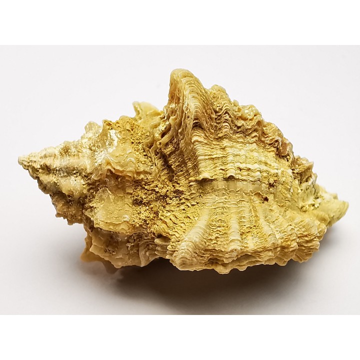 GASTEROPODE : Ocenebra beaumonti - Aquitanien - St-Avit (40)
