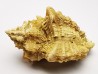GASTEROPODE : Ocenebra beaumonti - Aquitanien - St-Avit (40)