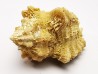 GASTEROPODE : Ocenebra beaumonti - Aquitanien - St-Avit (40)