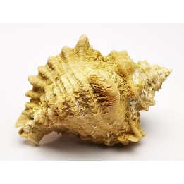 GASTROPOD: Ocenebra beaumonti - Aquitanian - St-Avit, France