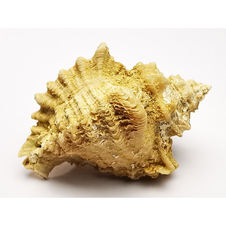 GASTROPOD: Ocenebra beaumonti - Aquitanian - St-Avit, France