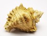 GASTROPOD: Ocenebra beaumonti - Aquitanian - St-Avit, France