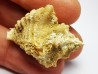 GASTEROPODE : Ocenebra beaumonti - Aquitanien - St-Avit (40)
