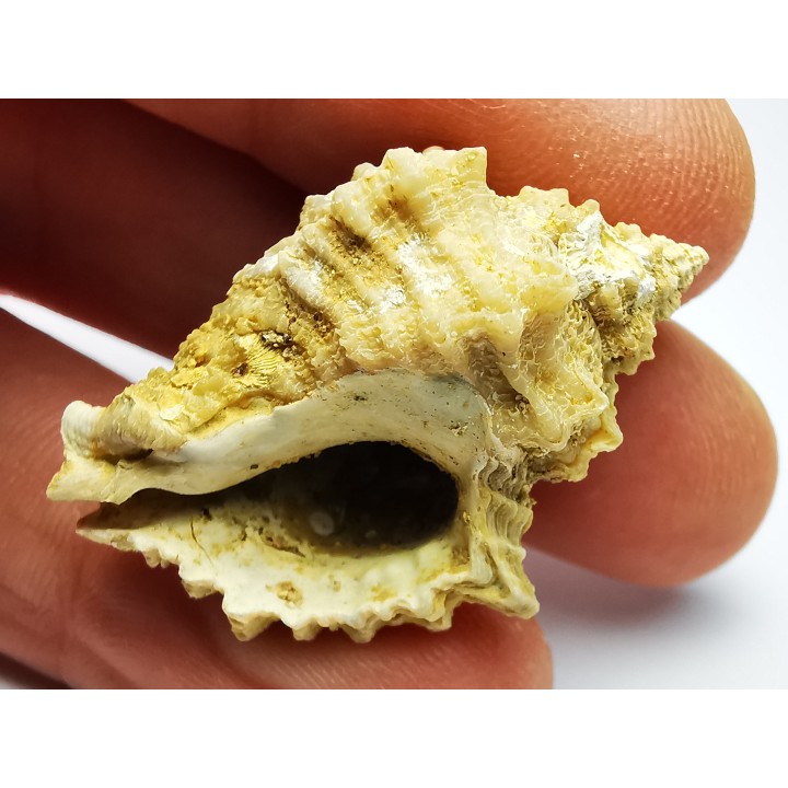 GASTEROPODE : Ocenebra beaumonti - Aquitanien - St-Avit (40)