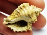 GASTEROPODE : Ocenebra beaumonti - Aquitanien - St-Avit (40)
