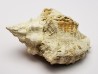 GASTEROPODE : Ocenebra beaumonti - Aquitanien - St-Avit (40)