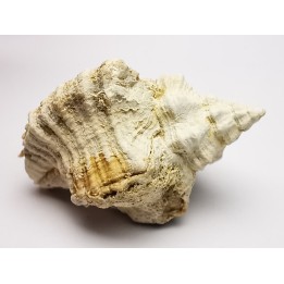 GASTROPOD: Ocenebra beaumonti - Aquitanian - St-Avit, France