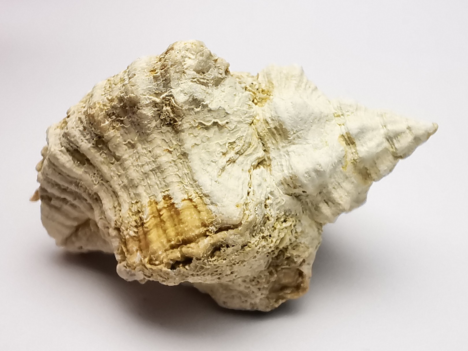 GASTROPOD: Ocenebra beaumonti - Aquitanian - St-Avit, France