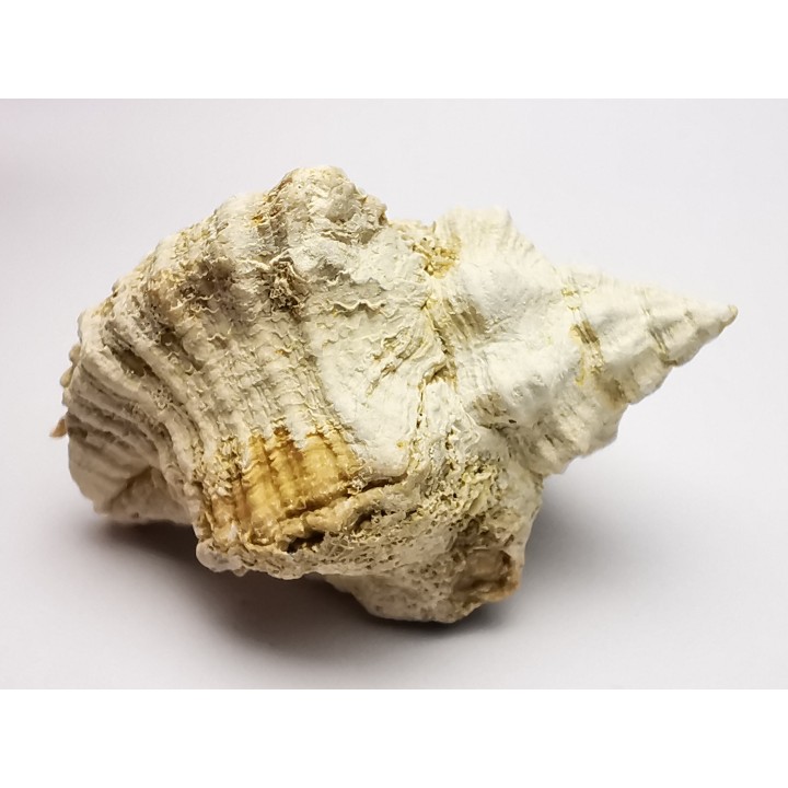 GASTEROPODE : Ocenebra beaumonti - Aquitanien - St-Avit (40)