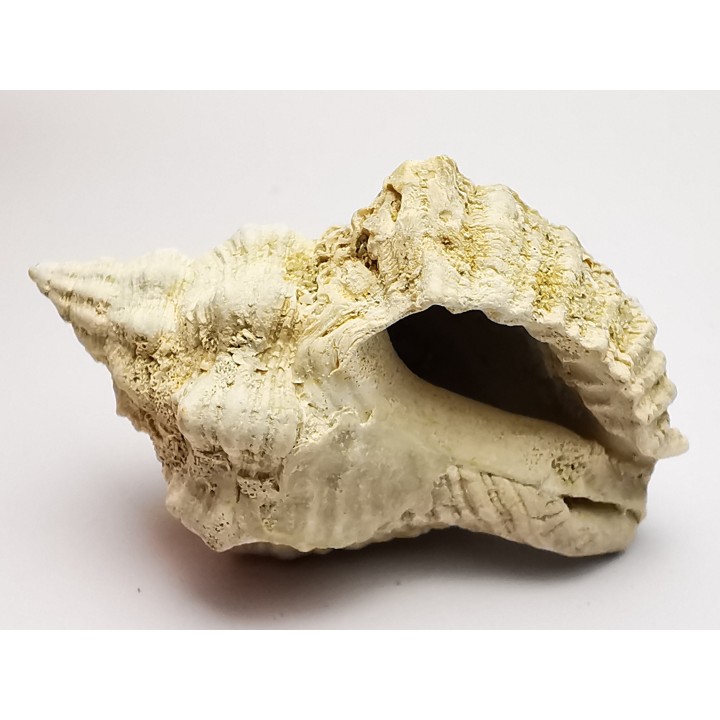 GASTEROPODE : Ocenebra beaumonti - Aquitanien - St-Avit (40)