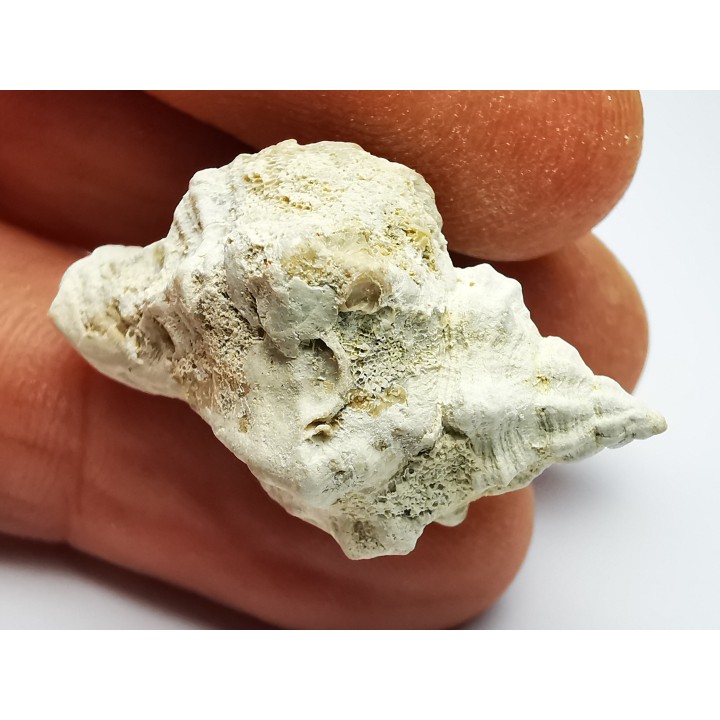 GASTEROPODE : Ocenebra beaumonti - Aquitanien - St-Avit (40)