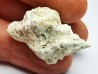 GASTROPOD: Ocenebra beaumonti - Aquitanian - St-Avit, France